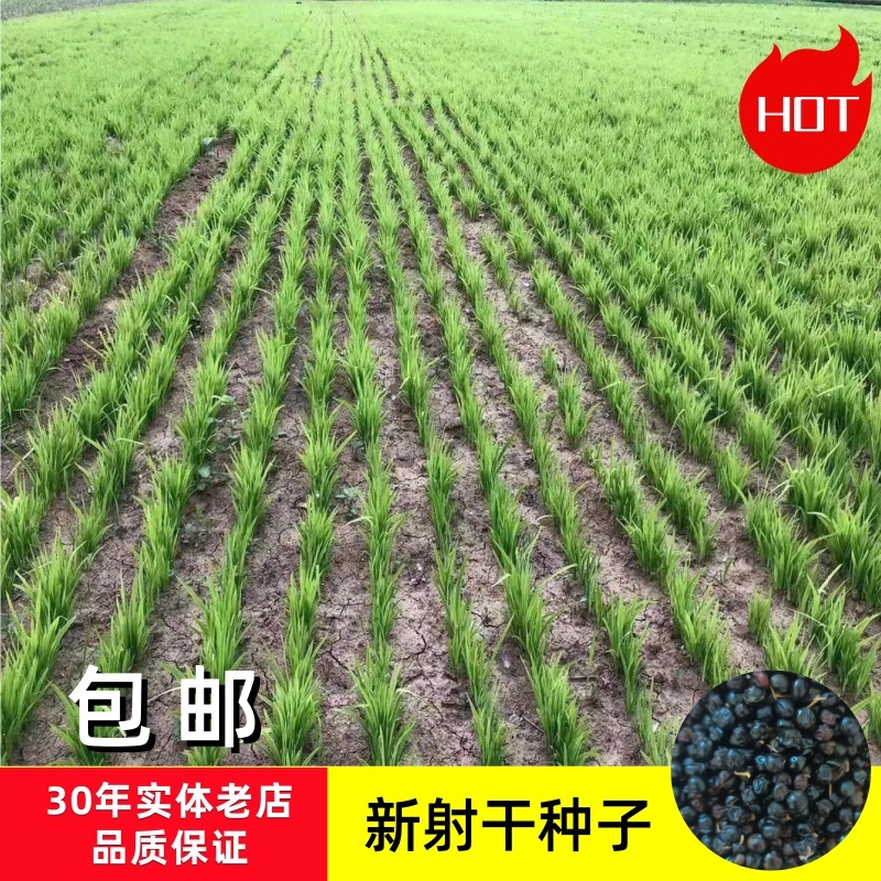 射干种子射干籽一斤起批包邮支持大货批发