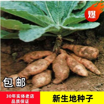 生地种苗生地秧子支持大货