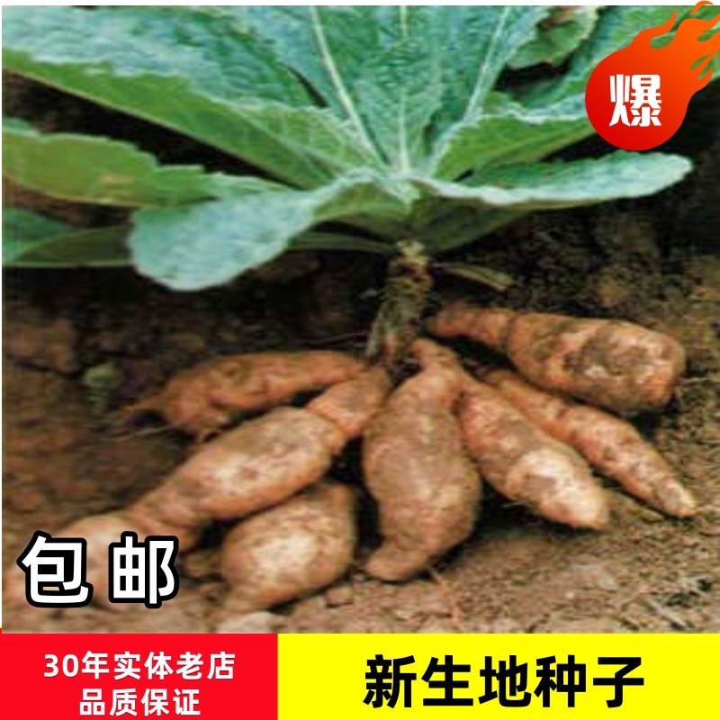 生地种苗生地秧子支持大货