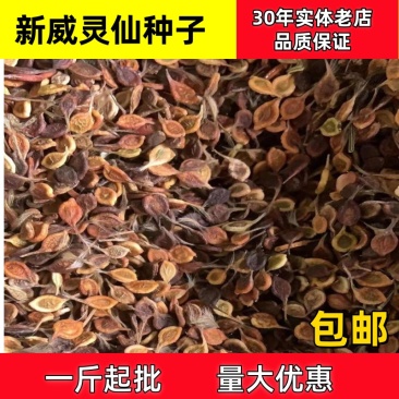 威灵仙种子一斤起批包邮支持大货批发