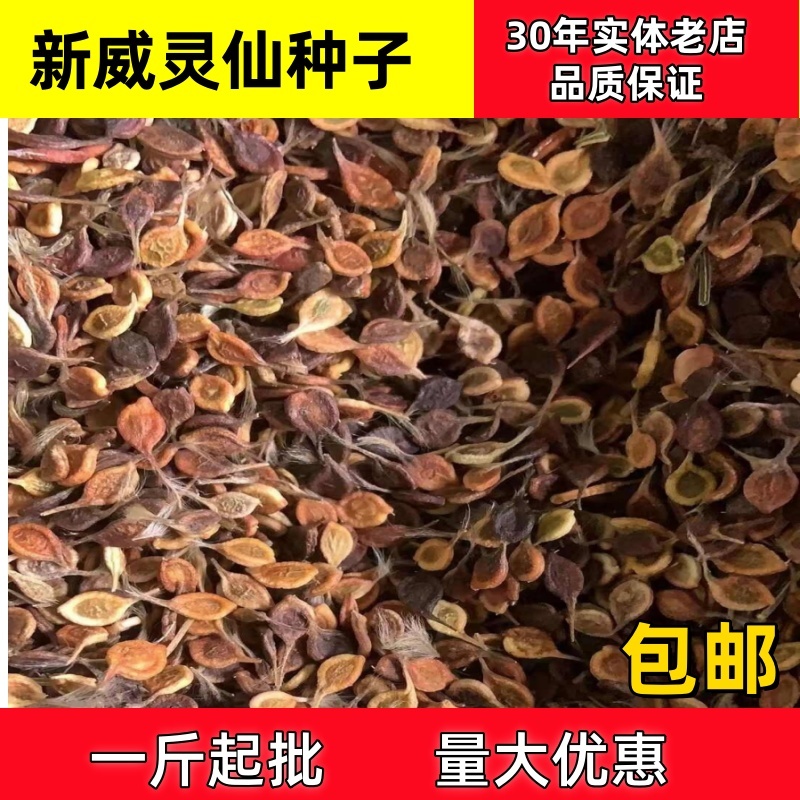 威灵仙种子一斤起批包邮支持大货批发