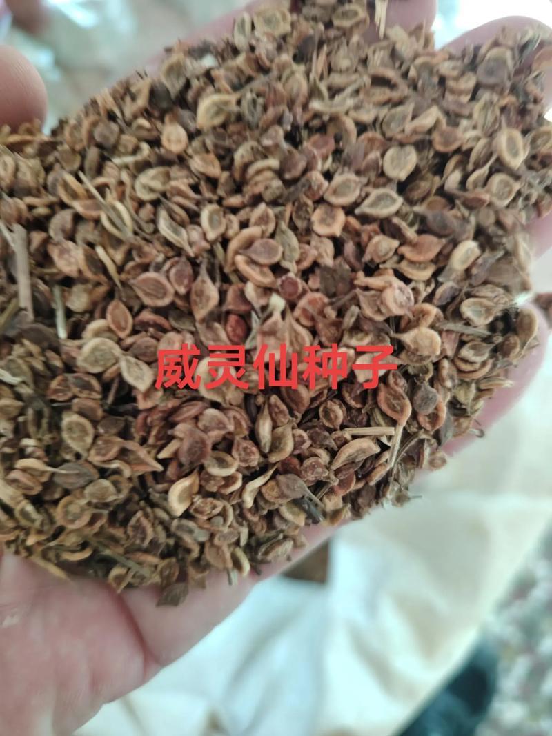 威灵仙种子一斤起批包邮支持大货批发