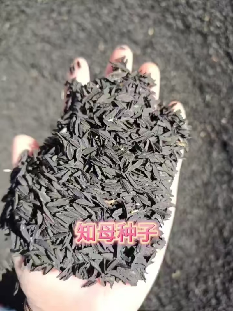 知母种子知母籽一斤起批包邮支持大货批发