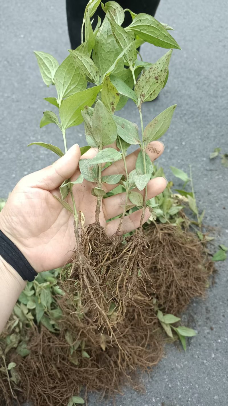 威灵仙苗子威灵仙秧苗威灵仙种苗