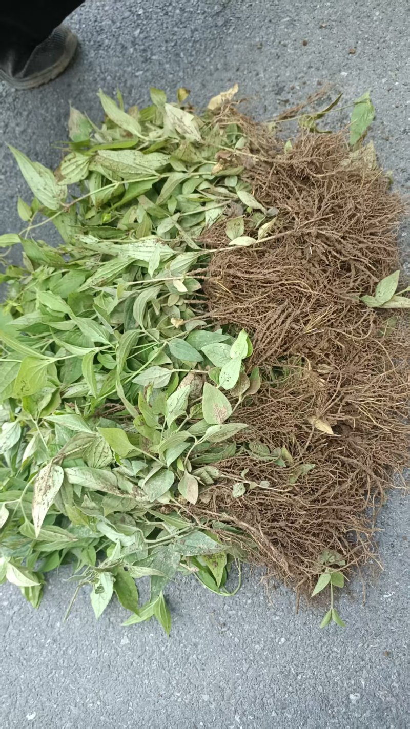 威灵仙苗子威灵仙秧苗威灵仙种苗