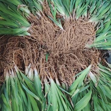 射干种苗射干苗射干秧苗