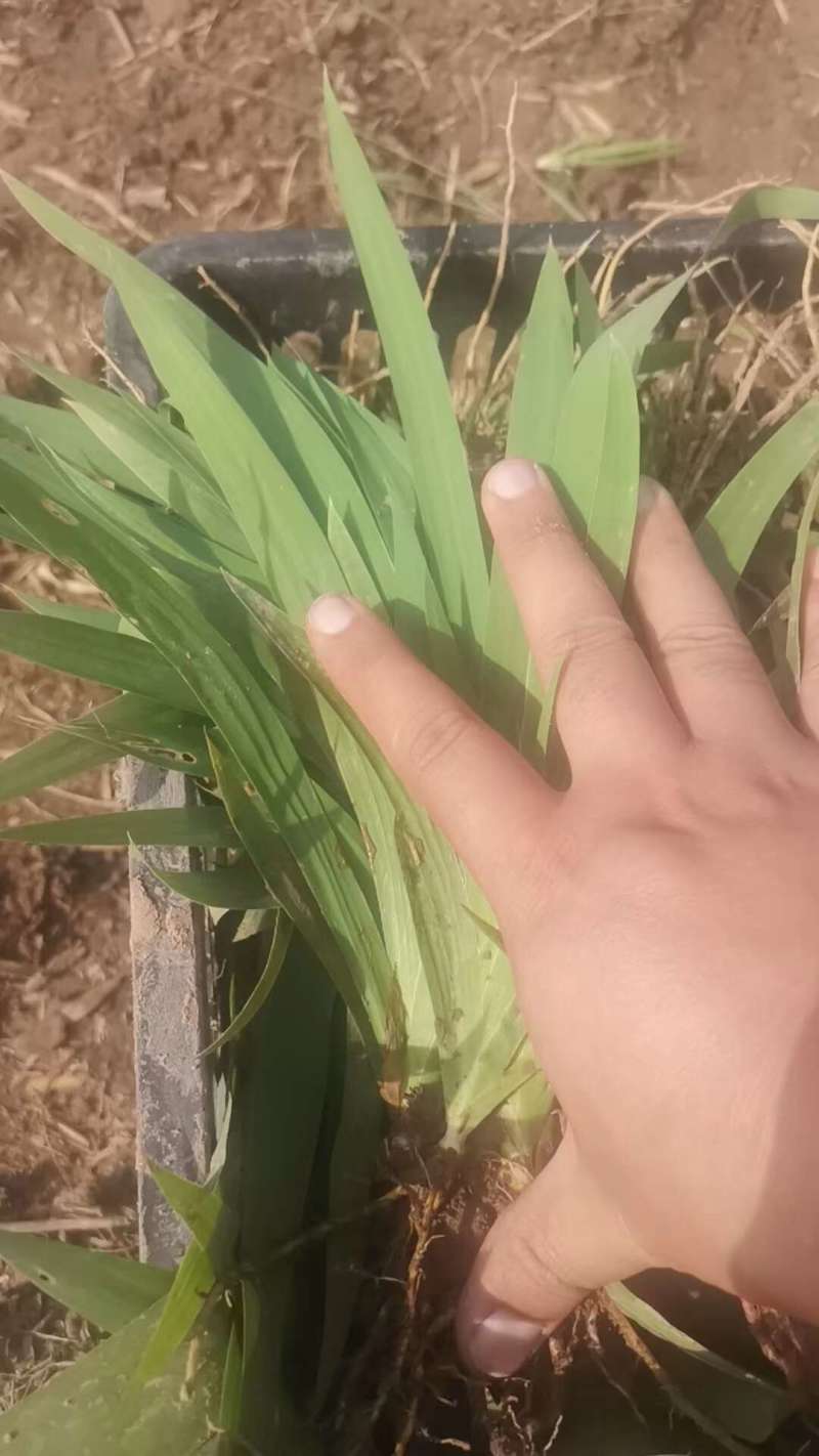 射干种苗射干苗射干秧苗