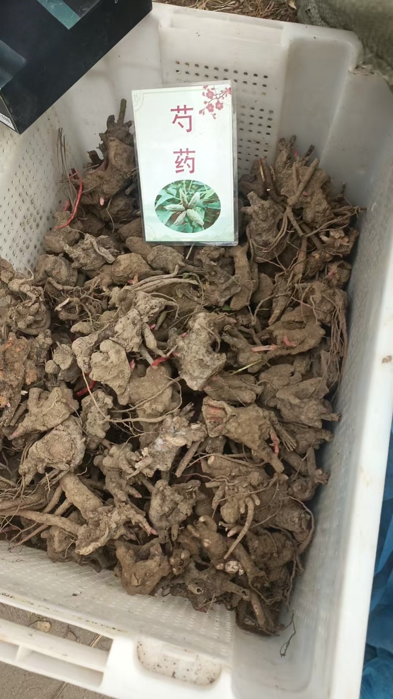 芍药苗芍药种苗芍药秧子