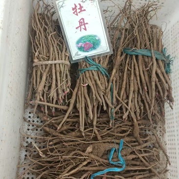 牡丹苗牡丹种苗牡丹秧苗v