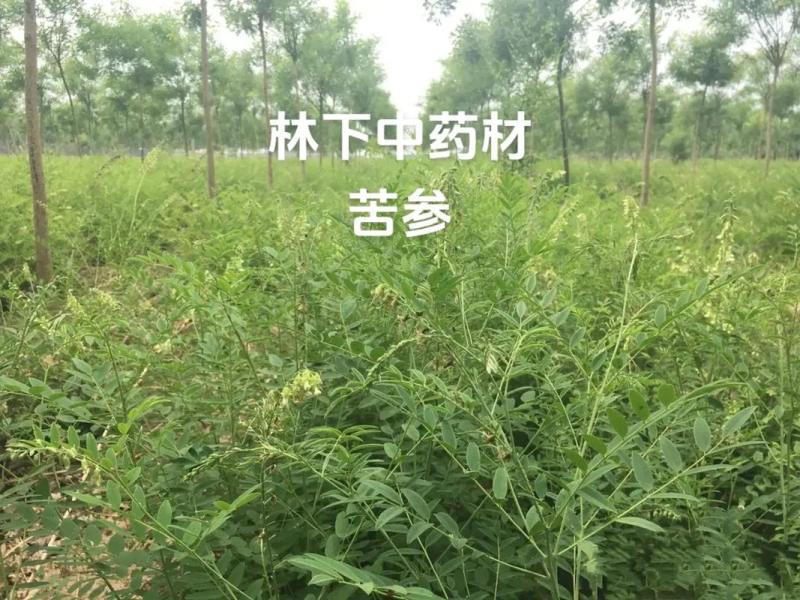 苦参苗苦参种苗苦参秧子