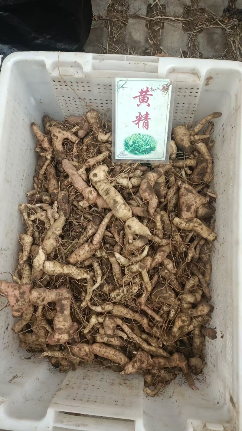 黄精种苗黄精秧苗黄精苗