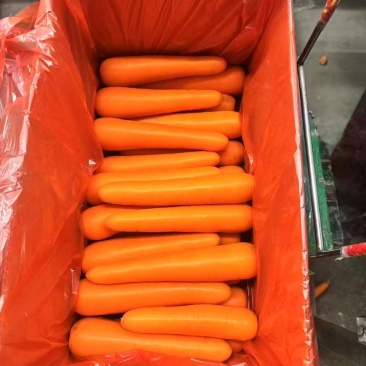 精品胡萝卜新鲜采摘源头直供口感爽脆品质好价格优