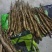 白玉山药开挖中，欢迎大家选购，产地直发，一手货源