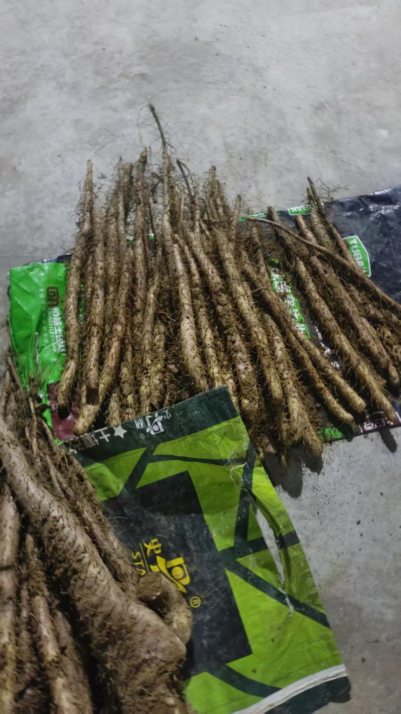 白玉山药开挖中，欢迎大家选购，产地直发，一手货源