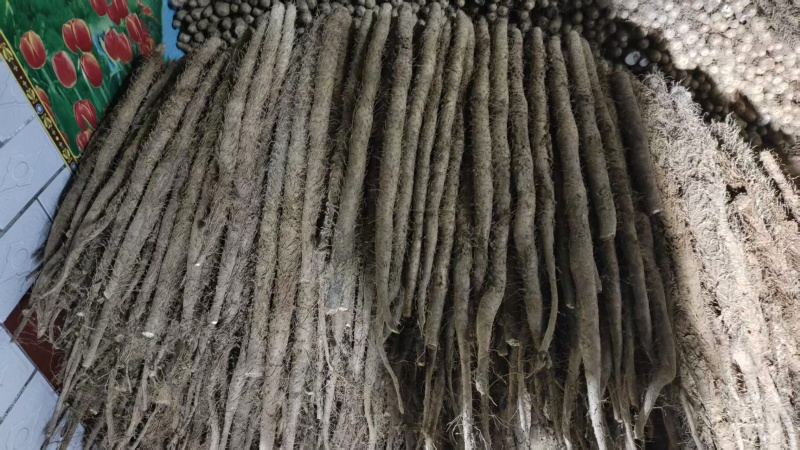 白玉山药开挖中，欢迎大家选购，产地直发，一手货源