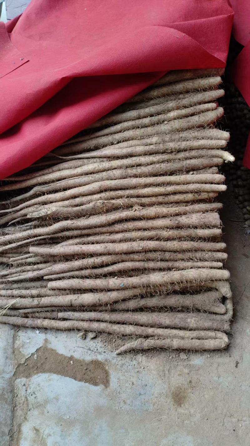 白玉山药开挖中，欢迎大家选购，产地直发，一手货源