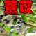 草珠子种子薏米种子一斤起批包邮