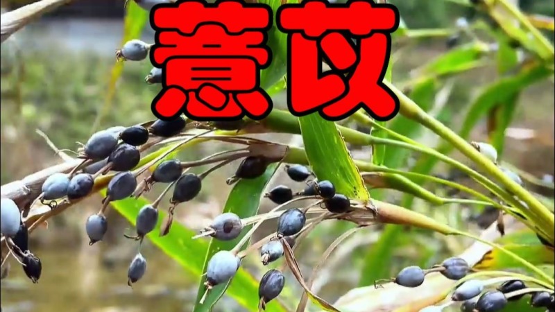 草珠子种子薏米种子一斤起批包邮