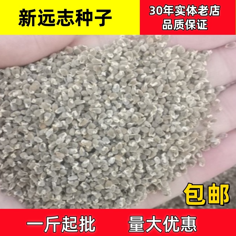 远志种子远志籽一斤起批包邮