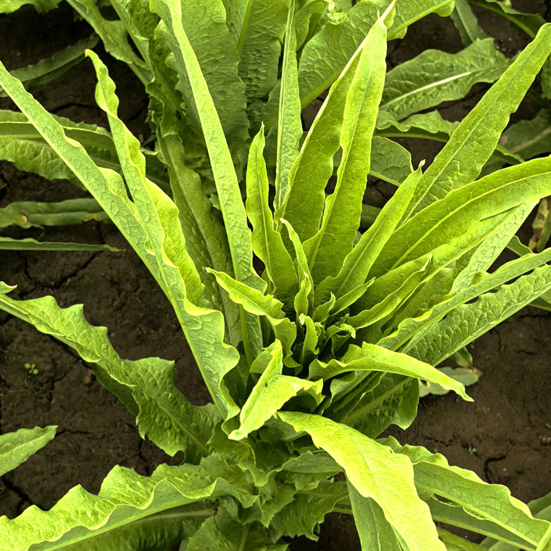 油麦菜种子耐热高产尖叶油麦菜种子生长快香味浓抗病无斑基地