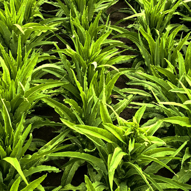 油麦菜种子耐热高产尖叶油麦菜种子生长快香味浓抗病无斑基地