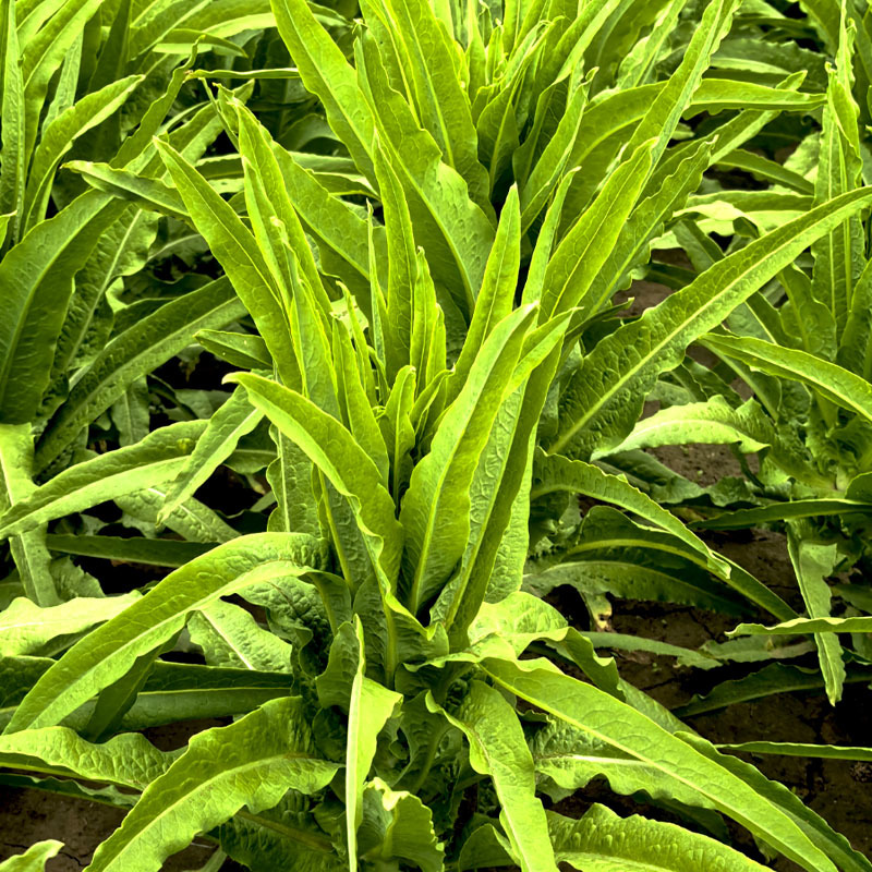 油麦菜种子耐热高产尖叶油麦菜种子生长快香味浓抗病无斑基地