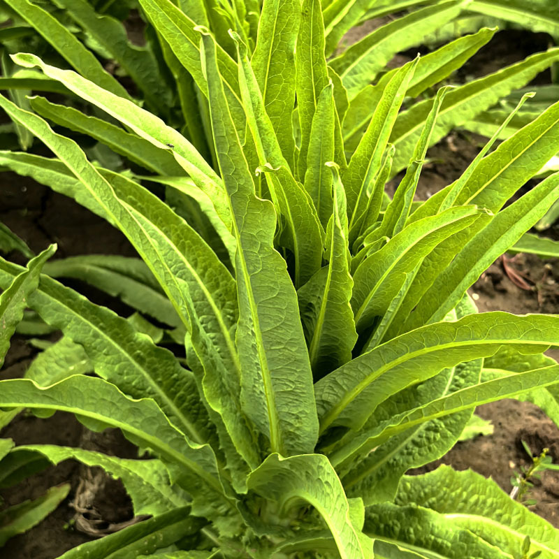 油麦菜种子耐热高产尖叶油麦菜种子生长快香味浓抗病无斑基地