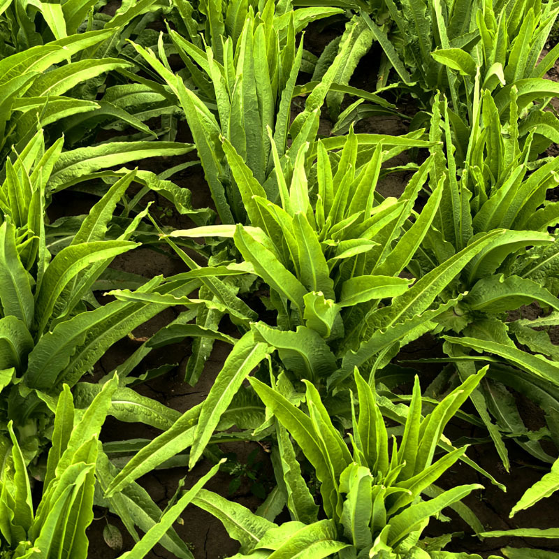 油麦菜种子耐热高产尖叶油麦菜种子生长快香味浓抗病无斑基地