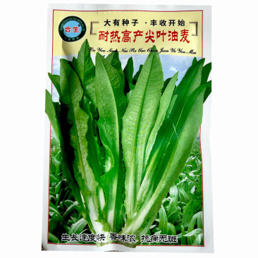 油麦菜种子耐热高产尖叶油麦菜种子生长快香味浓抗病无斑基地