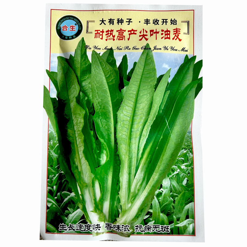 油麦菜种子耐热高产尖叶油麦菜种子生长快香味浓抗病无斑基地