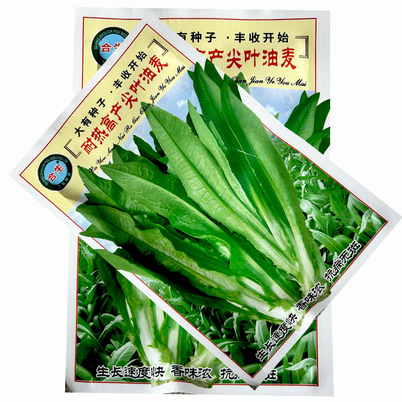 油麦菜种子耐热高产尖叶油麦菜种子生长快香味浓抗病无斑基地