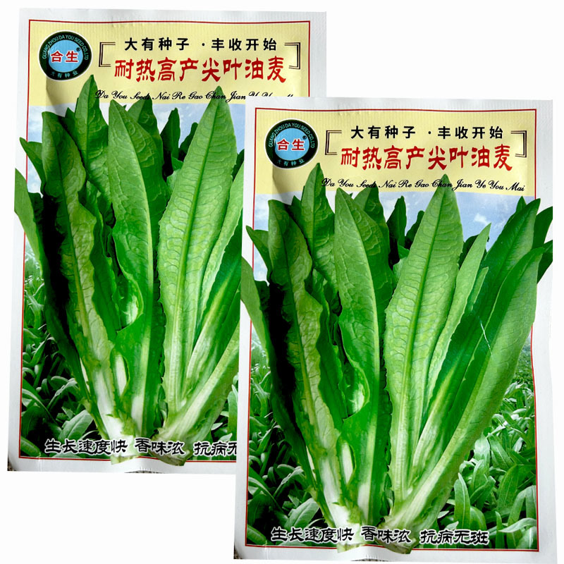 油麦菜种子耐热高产尖叶油麦菜种子生长快香味浓抗病无斑基地
