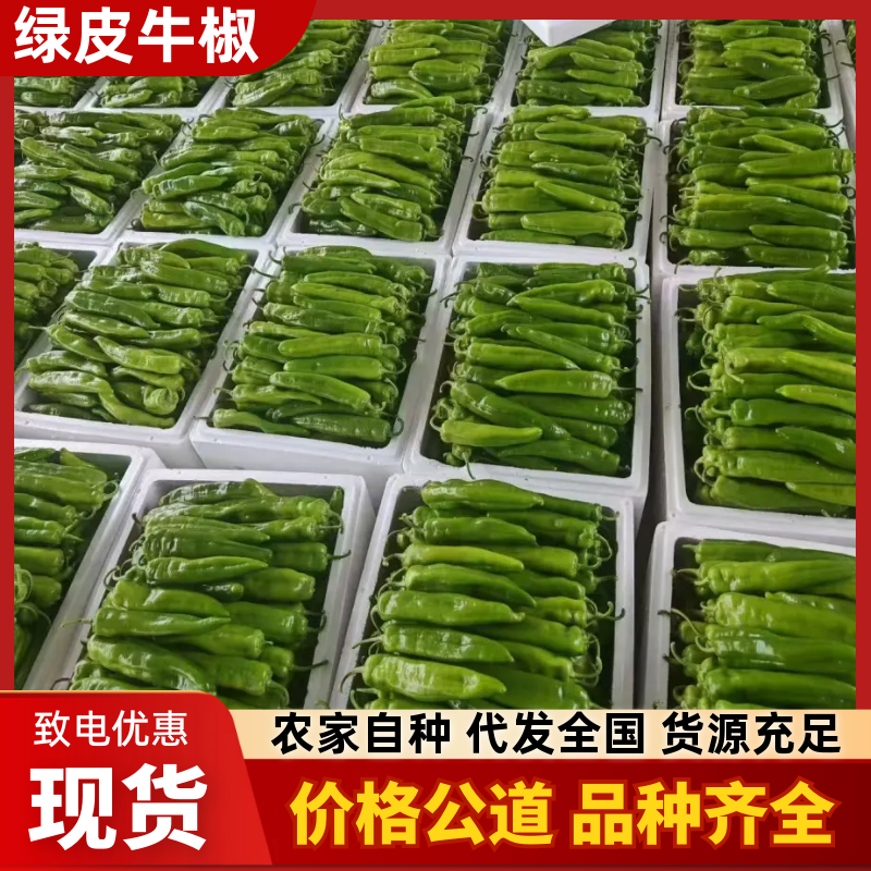 尖椒:精品绿皮牛椒，大量上市现摘现发一首货源。