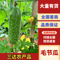 大量供应毛节瓜，一手货源，产地直发，可供应市场，电商食堂