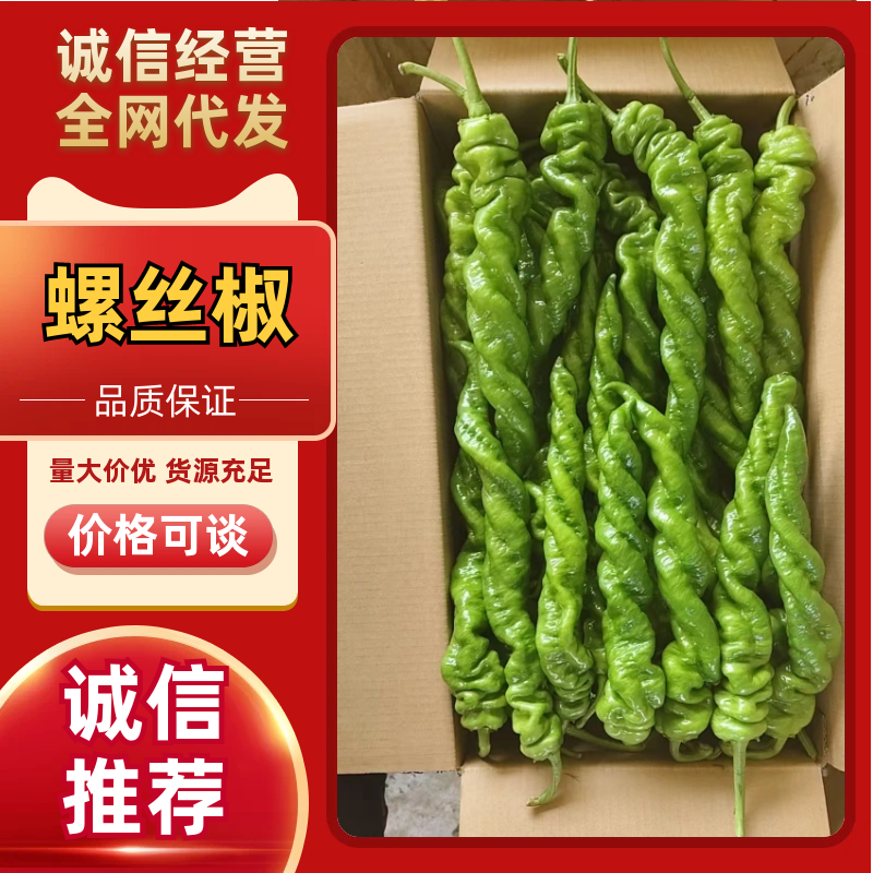 【螺丝椒】辽宁海城蔬菜基地直供质量保证一手货源全国发货