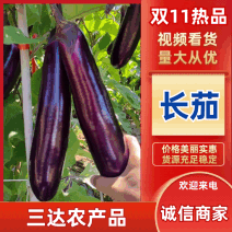 无籽紫长茄精品茄子新鲜发货广东发货价格透明