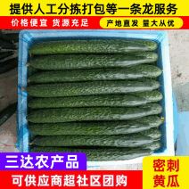 广东徐闻密刺黄瓜品质保证全国发货规格齐全