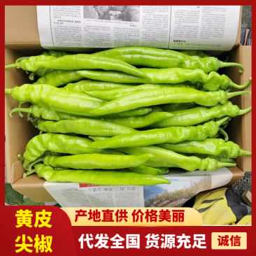 精品鲜黄皮尖辣椒现摘现发产地直供货源充足量大价优可视频