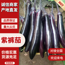 紫裤茄子大量上市紫利人黑罐602大量货源质量保证价格合理