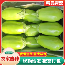 推荐】精品青茄，辽宁海城高温棚青茄大量上市产地直销
