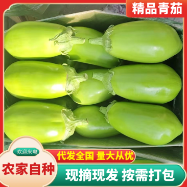 推荐】精品青茄，辽宁海城高温棚青茄大量上市产地直销