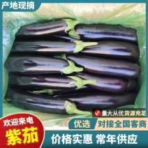 紫茄东北精品长茄大量上市基地直供质量保证全国发货