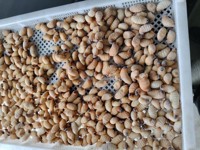 鲜活竹虫竹蛹竹笋虫新鲜竹虫活竹虫皇竹虫椰子虫活体发货包活昆虫