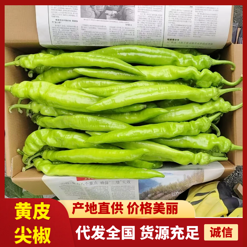 辽宁产地大量批发黄皮尖椒价钱合理品质新鲜现摘现装车