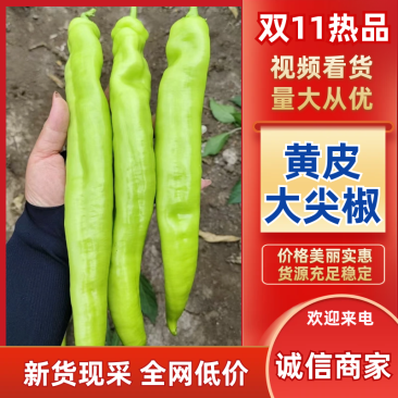 辽宁产地大量批发黄皮尖椒价钱合理品质新鲜现摘现装车