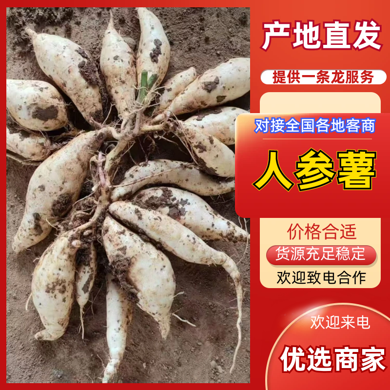 热卖中周口各种红薯人参薯基地直供量大从优实力代发全国