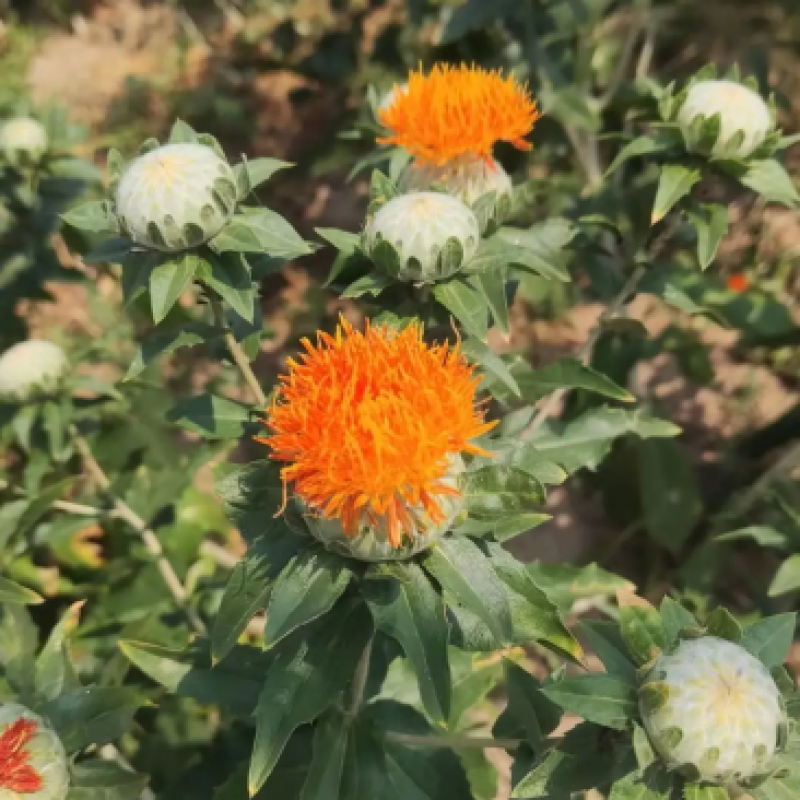新红花种子红花籽草红花籽春秋播种一斤起批