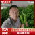 精品螺丝椒【热卖中】原产地直采,超市直供,电商优选鲜辣椒