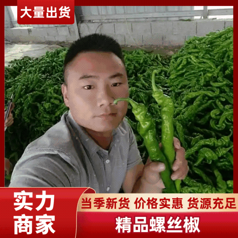 精品螺丝椒【热卖中】原产地直采，超市直供，电商优选鲜辣椒
