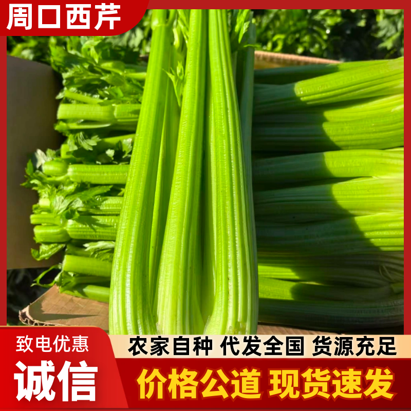 河南周口芹菜剁头西芹产地直供量大从优价格实惠欢迎联系